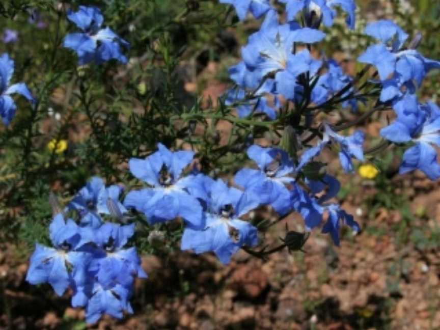 Bibbulmun Blossoms, Events in the Darling Range