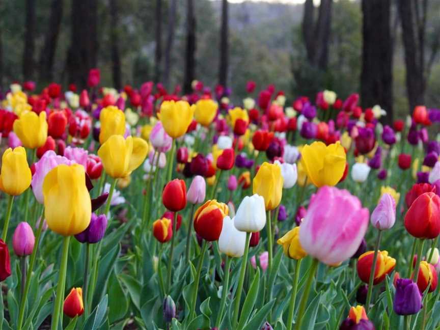 Tulips at Araluen Botanic Park
