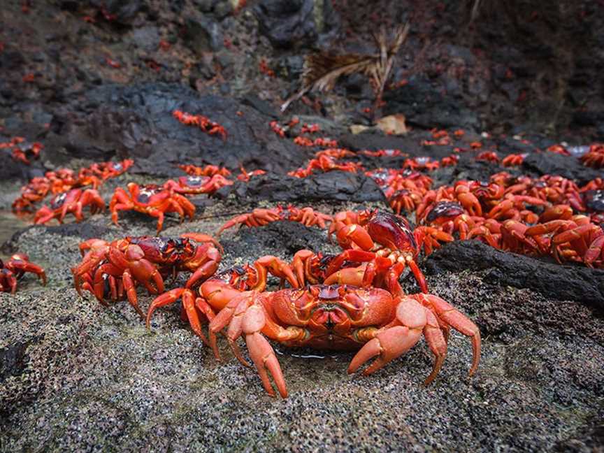 Christmas Island Red Crab Migration, Events in Christmas Island