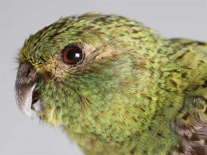 Meet the Museum: The Search for the Night Parrot, Events in Perth