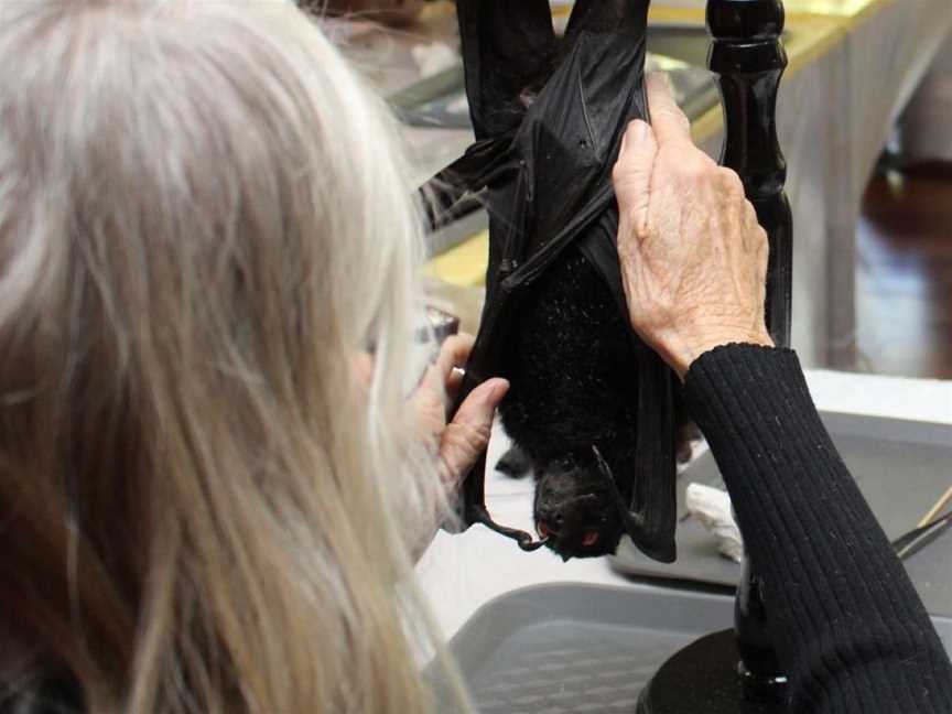 The Art and Science of Taxidermy: Bat, Events in Perth