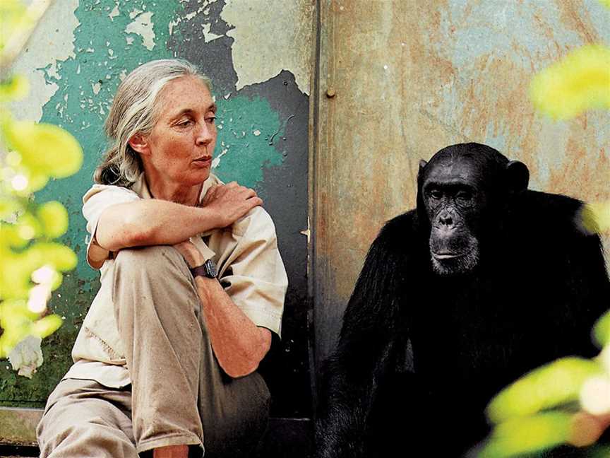 Jane Goodall Auckland, Events in Auckland CBD