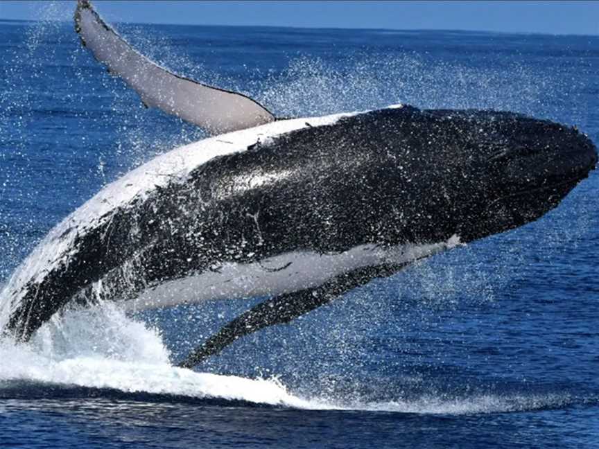 Amazing Whale Watching Spectator experiences in Perth, Events in Perth