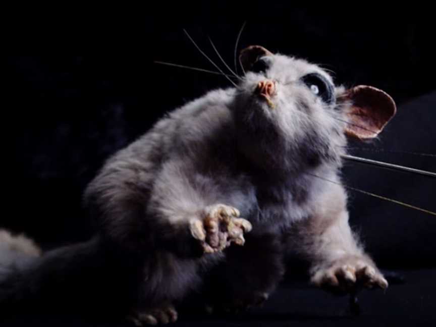 Possum Pals, Events in Hobart