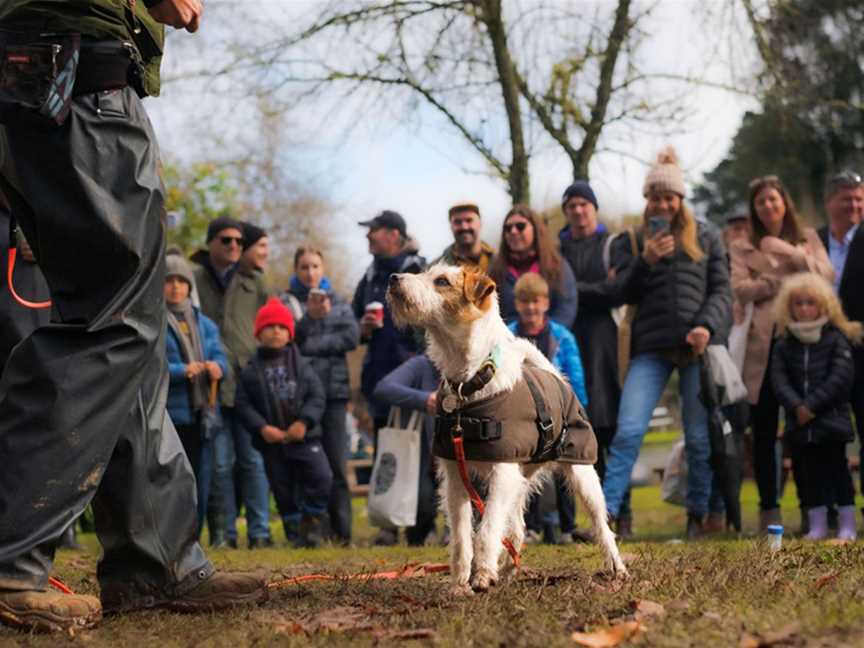 Truffle Dog Demos - the Truffle Kerfuffle, Events in Manjimup