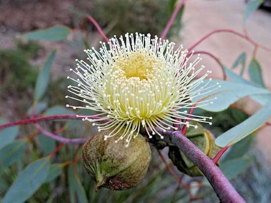 Albany Wildflower Show, Events in Albany