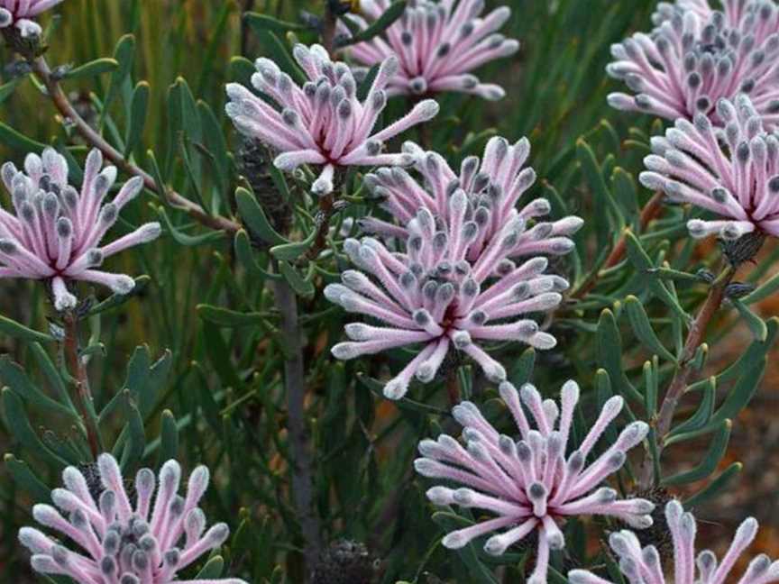 Wildflower Walk around Star Swamp, Events in North Beach