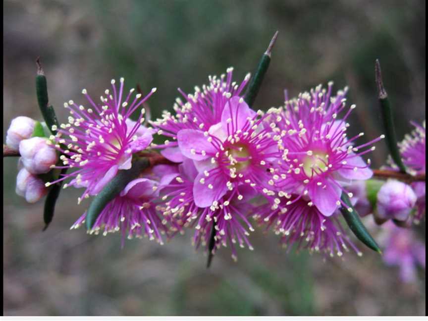 Wildflower Walk around Landsdale Conservation Park, Events in Darch