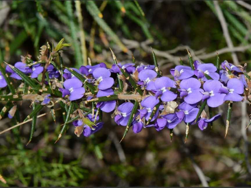 Wildflower Walk around Lake Gwelup, Events in Karrinyup