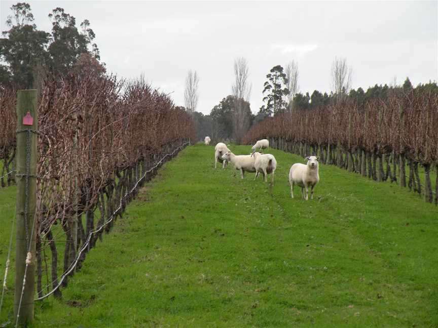 Vineyard sheep