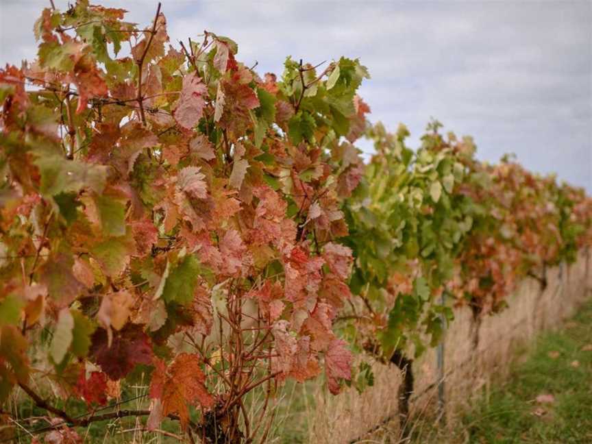 Basalt Wines, Killarney, Victoria