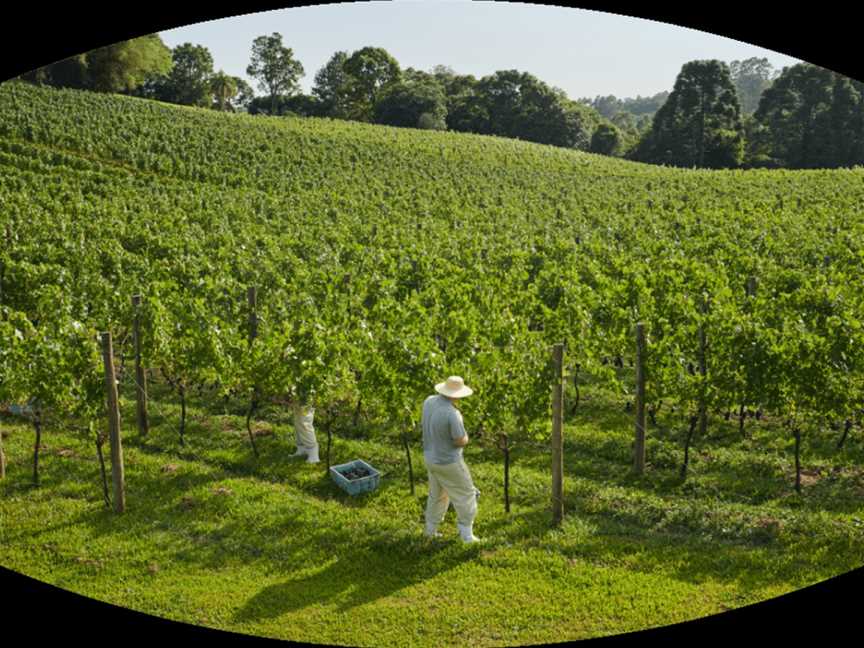 Chandon Australia, Coldstream, Victoria