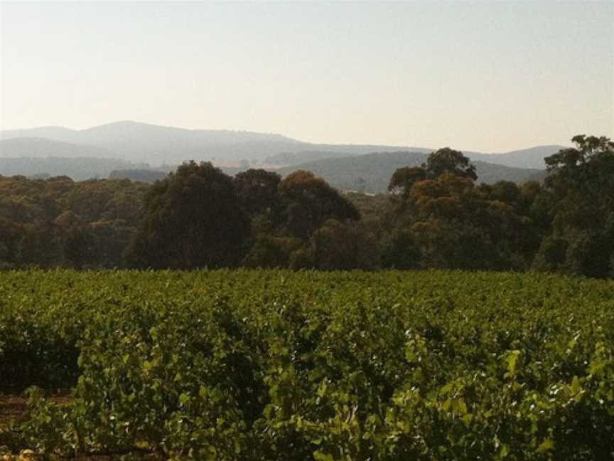 Costanzo & Sons, Strathbogie, Victoria