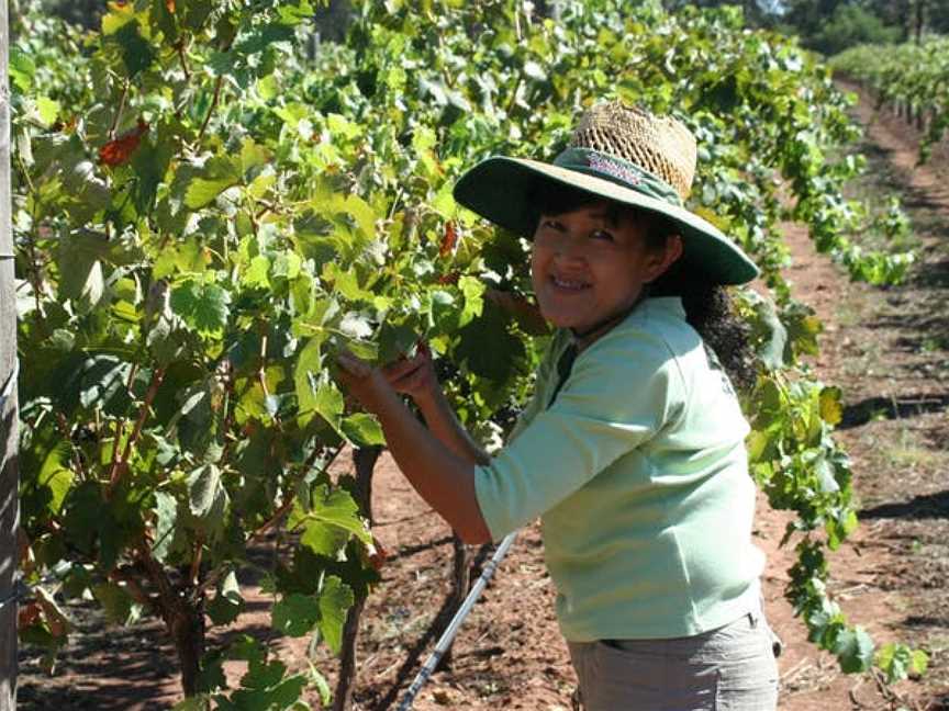 Domaine Asmara, Wineries in Toolleen