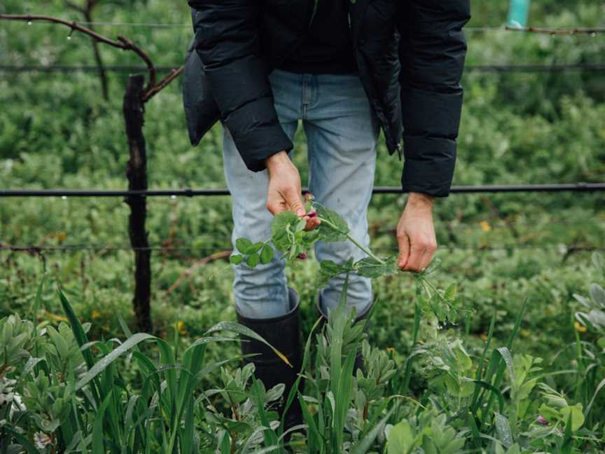 Mac Forbes, Healesville, Victoria