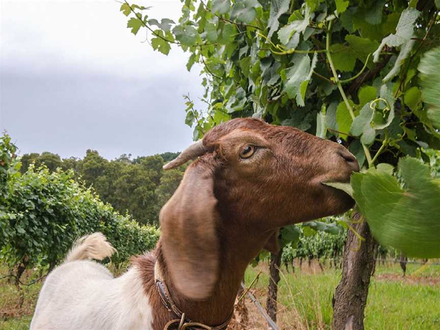 Mantons Creek Estate, Shoreham, Victoria