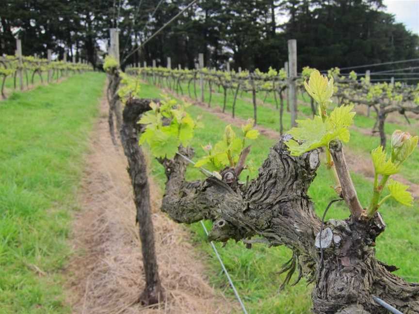 Red Ridge Vineyard, Red Hill South, Victoria