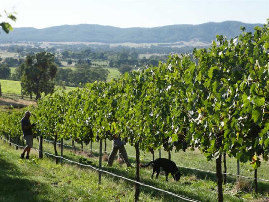 Star Lane Winery, Wooragee, Victoria