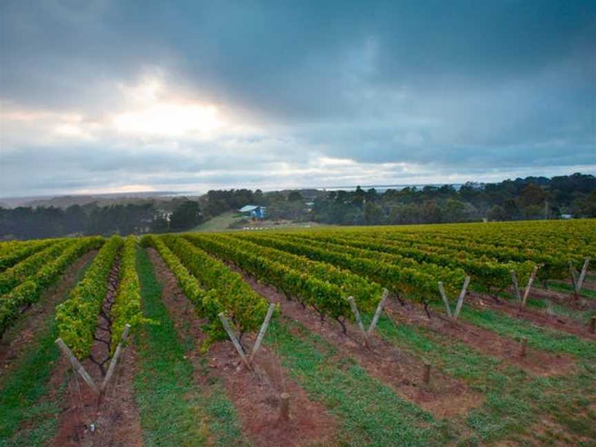 Stonier Wines, Merricks, Victoria