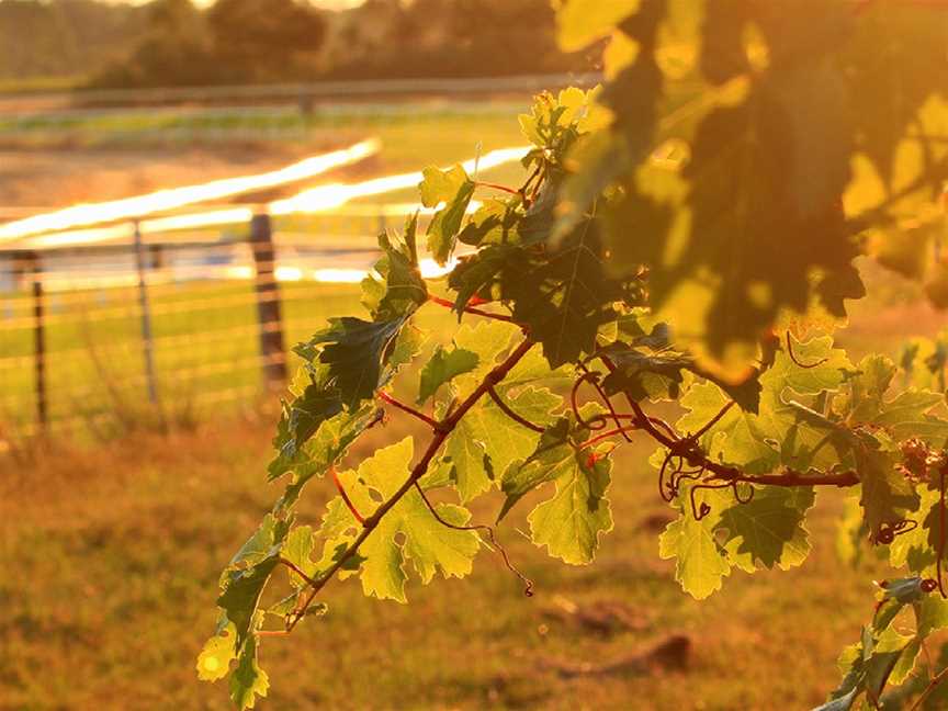 Banks Thargo Wines, Penola, South Australia