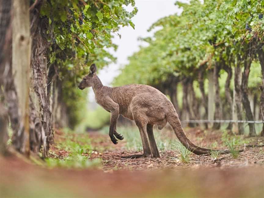 Banrock Station Wine & Wetland Centre, Wineries in Kingston On Murray