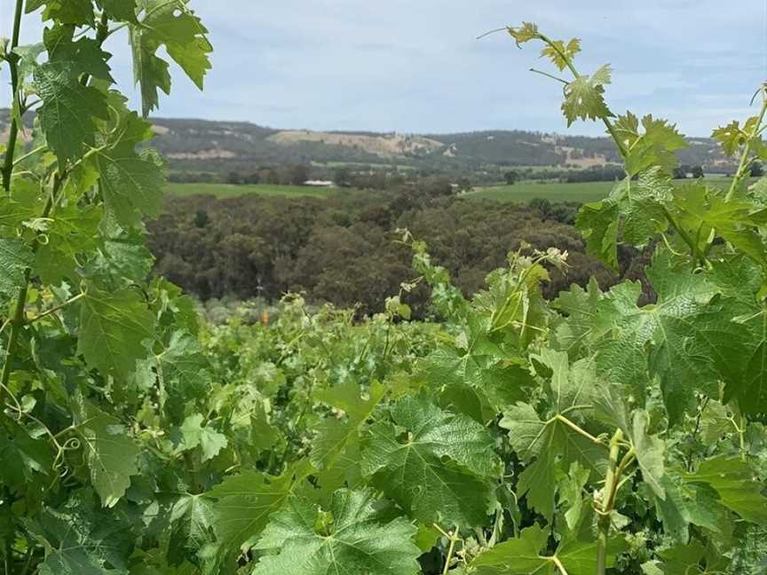 Bec Hardy Wines, McLaren Vale, South Australia