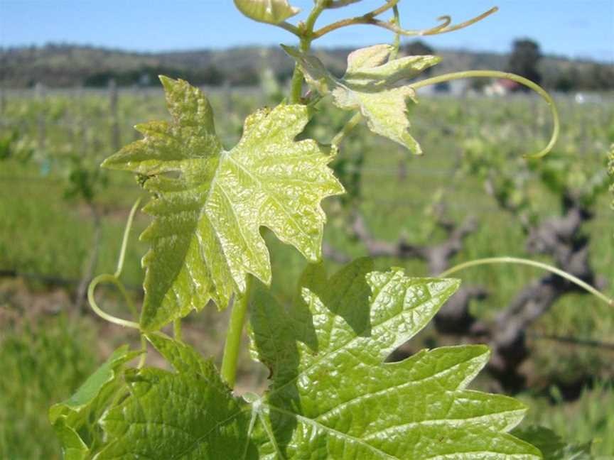 Hart of the Barossa, Tanunda, South Australia