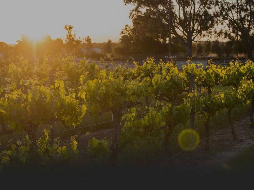 Lindsay Wine Estate | DB Wines, Tanunda, South Australia