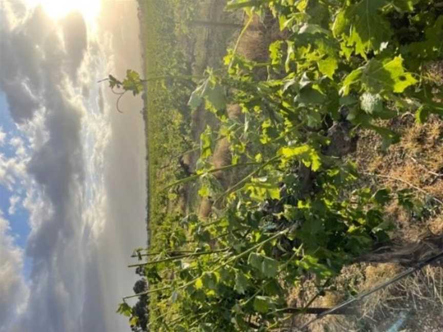 Seabrook Wines, Tanunda, South Australia
