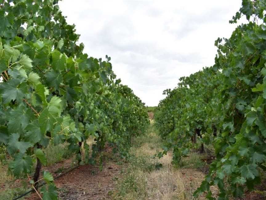 Tenafeate Creek Wines, One Tree Hill, South Australia