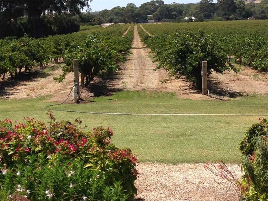 The Willows Vineyard, Wineries in Light Pass