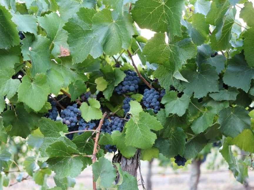 Thorn-Clarke Wines, Angaston, South Australia
