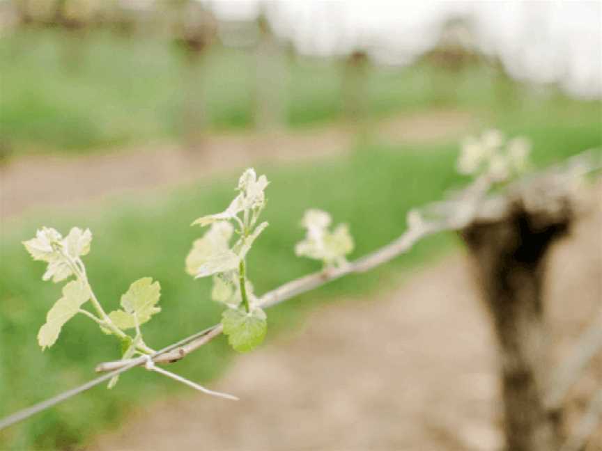 Turon Wines, Wineries in Lobethal