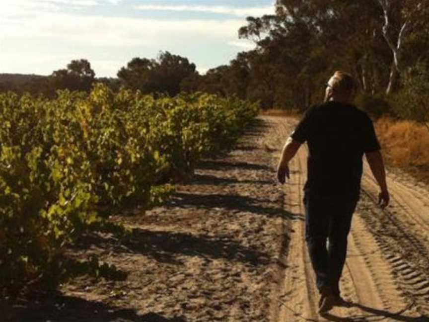 Vanguardist Wines, Seppeltsfield, South Australia