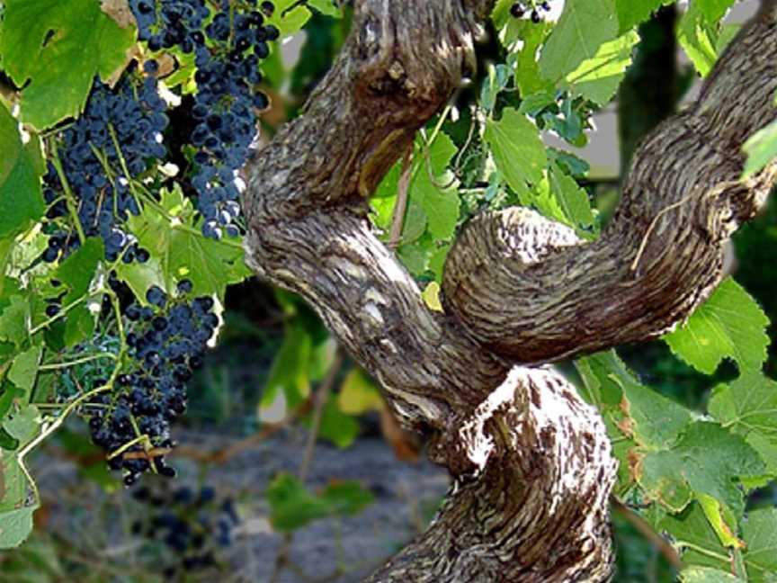 Vine Shed Venue & Cellar Door, McLaren Vale, South Australia