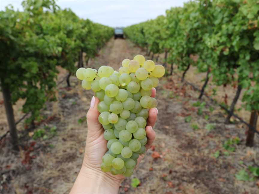 Wangolina, Mount Benson, South Australia