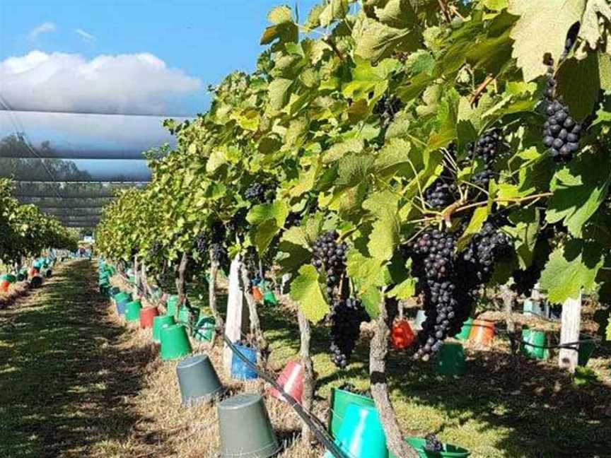 Bunjurgen Estate Vineyard, Bunjurgen, Queensland