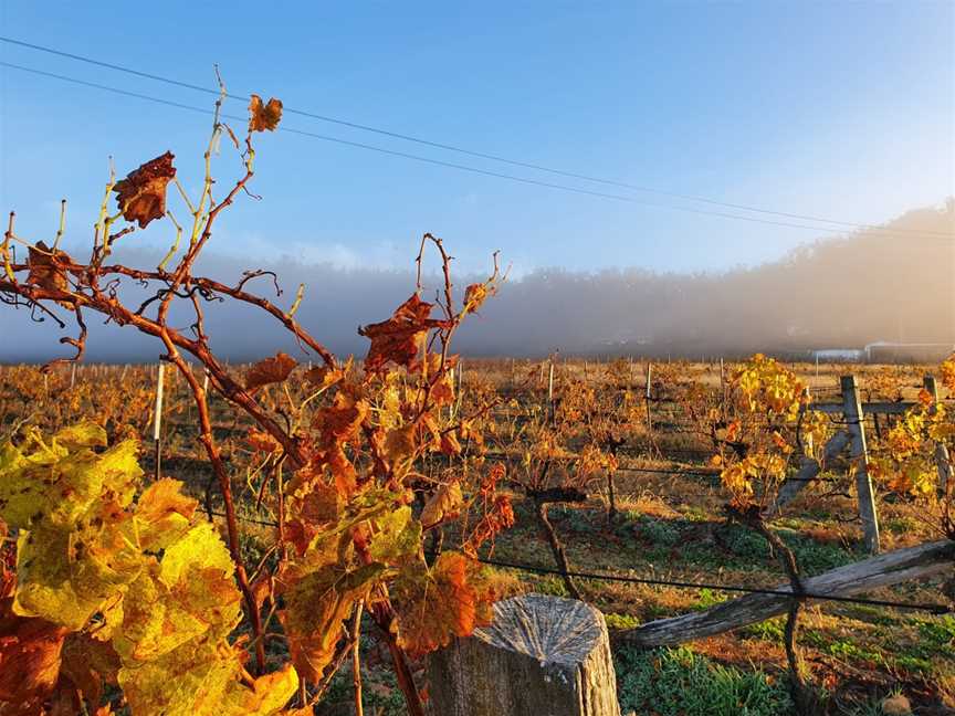 View Wine by Sancerre Estate, Wineries in Ballandean