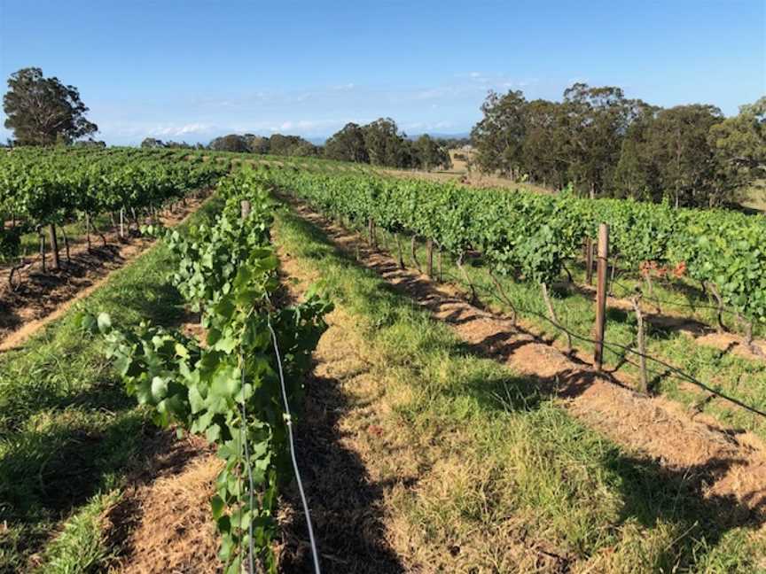 Elbourne Wines, Pokolbin, New South Wales