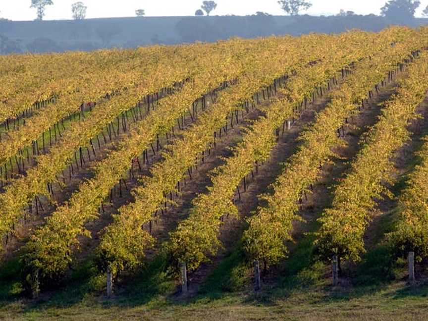 Freeman Vineyards, Kingsvale, New South Wales
