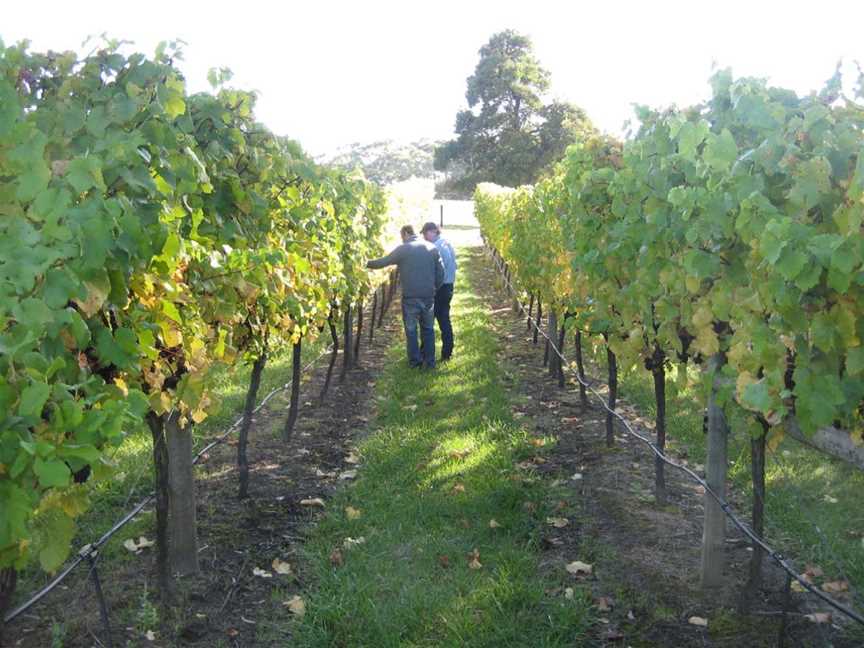 Hentyfarm Wines, Holgate, New South Wales