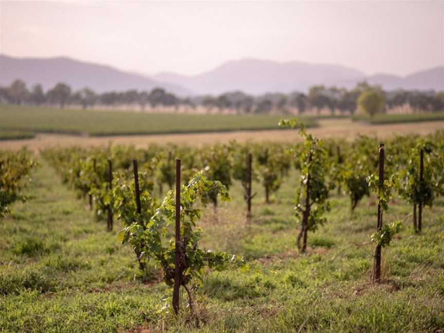 Lowe Family Wine Co, Mudgee, New South Wales