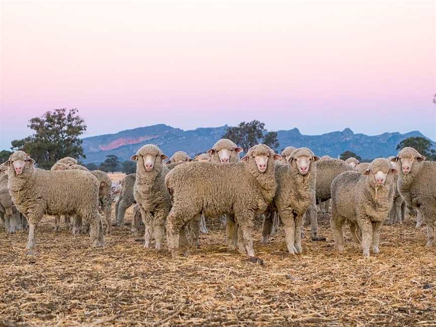 Mount Stapylton Wines, Wineries in Laharum