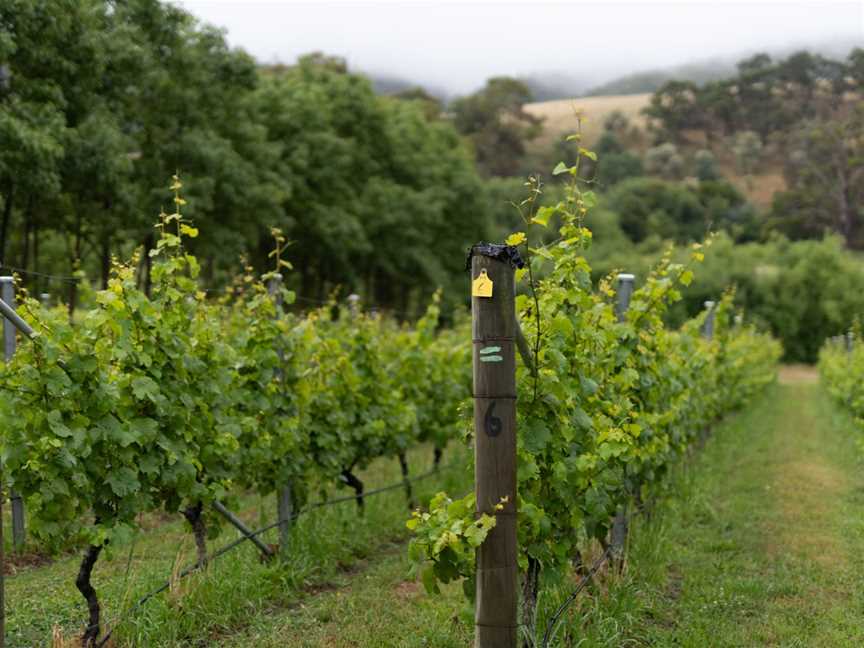 Pooley Wines, Richmond, Tasmania
