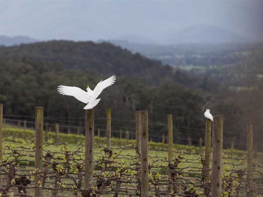 Killara Estate, Wineries in Seville East