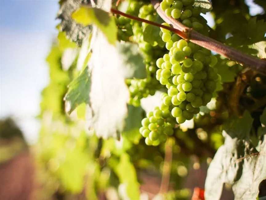 Landscape Wines, Wineries in Richmond