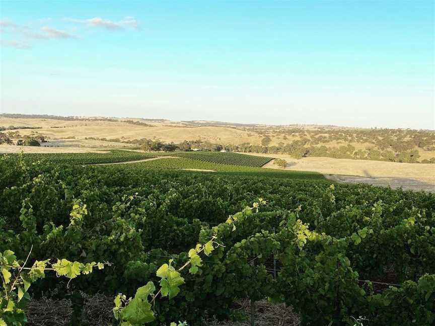 Vino Lokal, Wineries in Tanunda