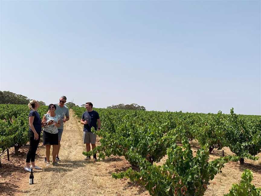 Barossa Boy Wines, Wineries in Tanunda