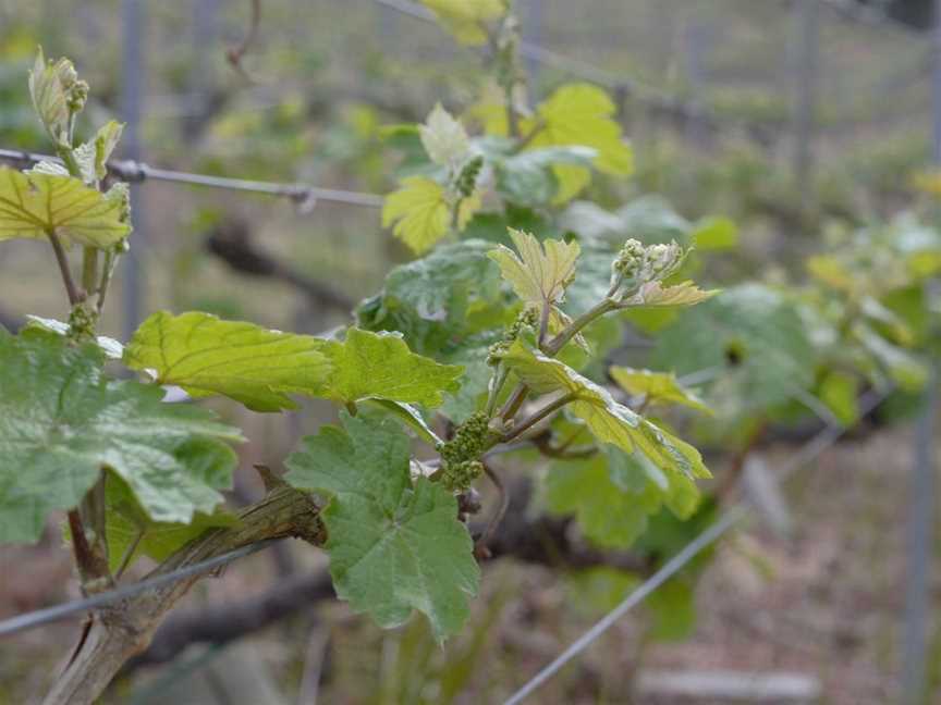 `ese Vineyards, Wineries in Tea Tree