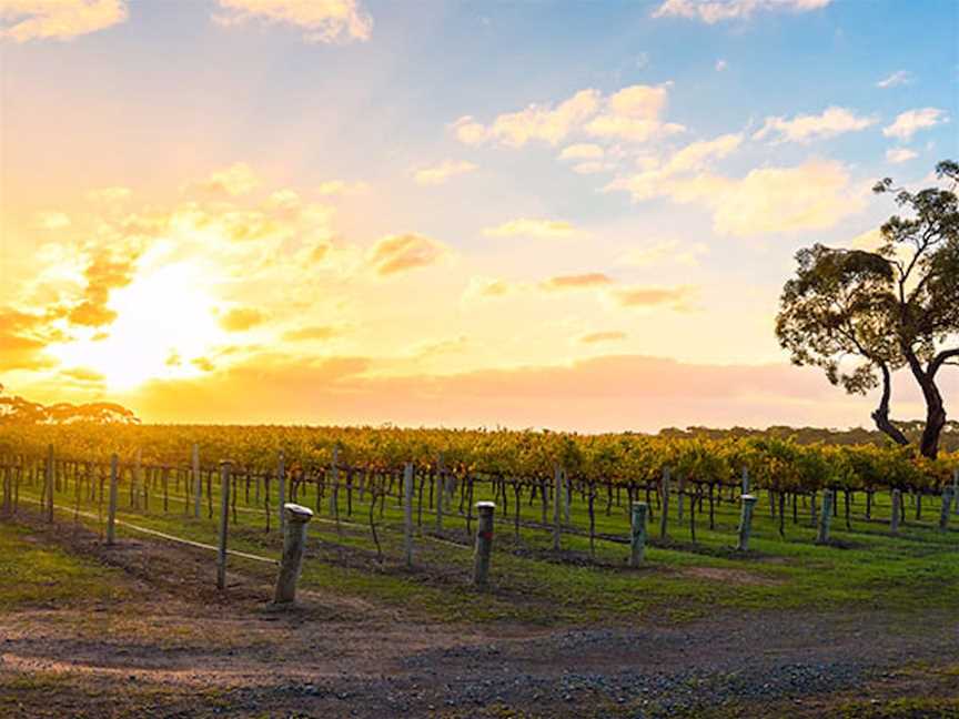 The Colonial Estate, Wineries in Rowland Flat